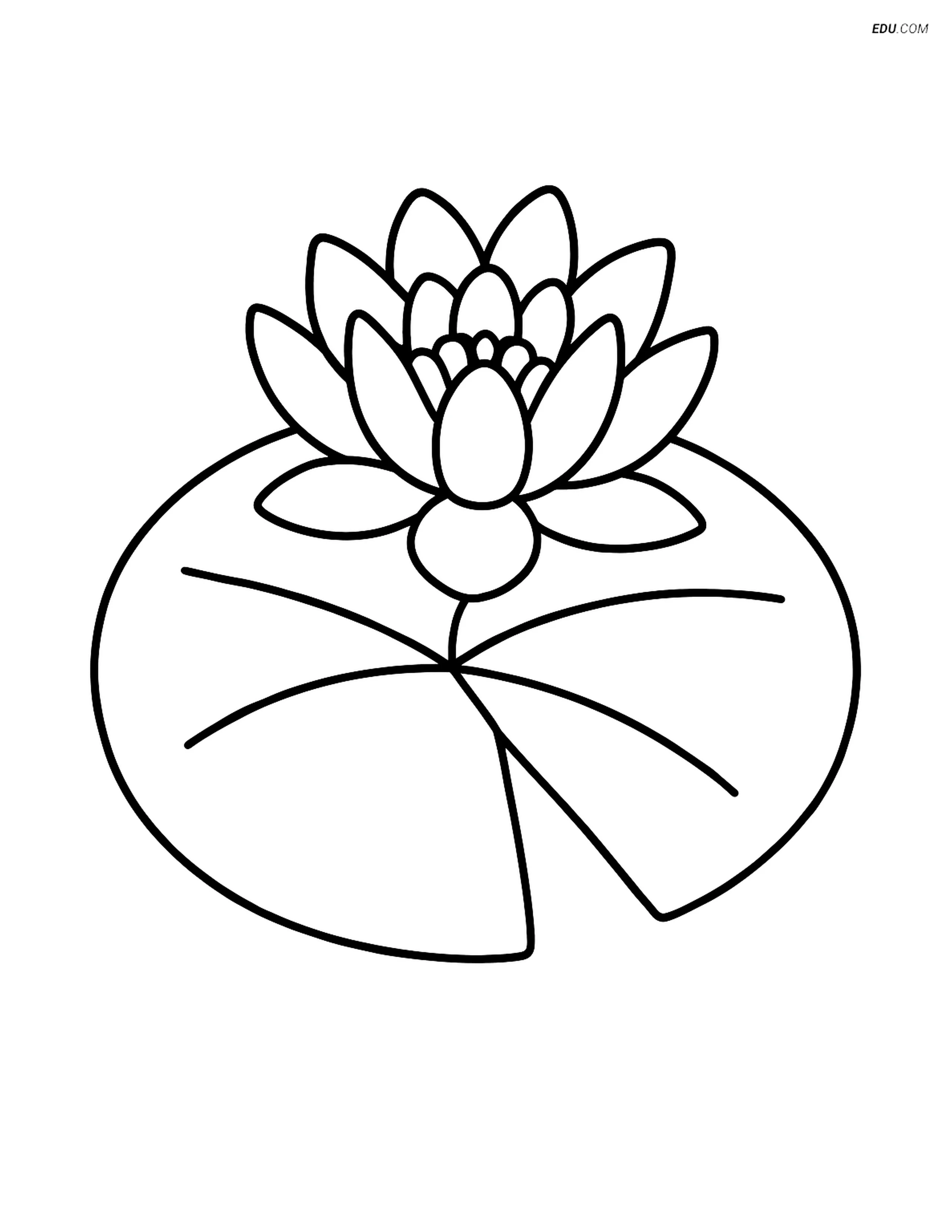 Free Nature Coloring Page Lily Pad With Blooming Flower EDU COM Free Nature Coloring Page Lily Pad With Blooming Flower EDU COM